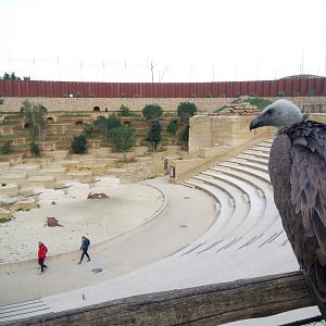 The ghosts of the Himalayas - Vultures amphitheater