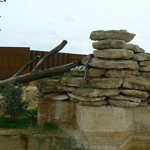 The ghosts of the Himalyas - Snow leopards enclosure