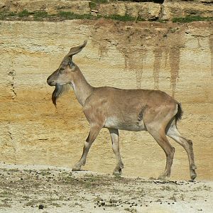 The ghosts of the Himalya - Tajik markhor