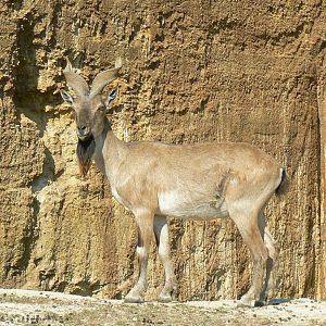 The ghosts of the Himalya - Tajik markhor