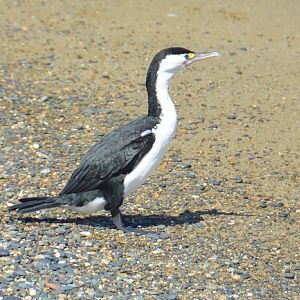 NZ pied cormorant