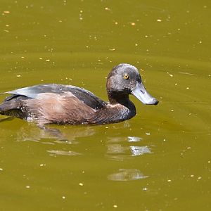 NZ scaup