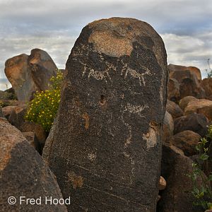 petroglyphs (mule deer or bighorn sheep)