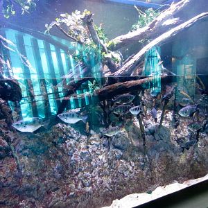 Archerfish tank with horrible reflections