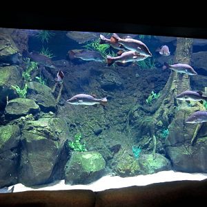 Barramundi Tank