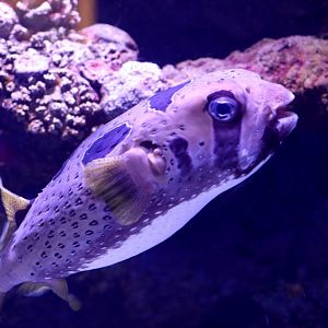 Black-blotched Porcupinefish