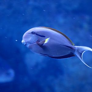 Blackstreak Surgeonfish