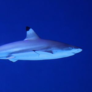 Blacktip Reef Shark