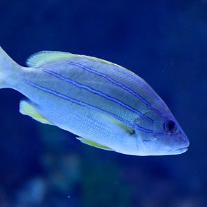 Blue-striped Snapper