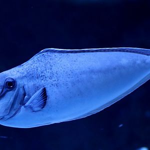 Bulbnosed Unicornfish