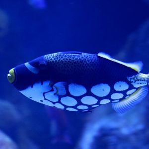 Clown Triggerfish