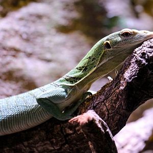 Emerald Tree Monitor