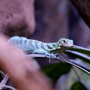 Emerald Tree Monitor