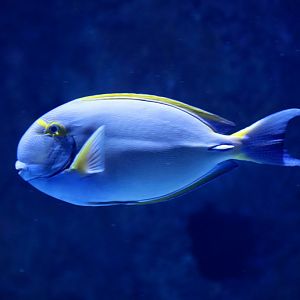 Eyestripe Surgeonfish