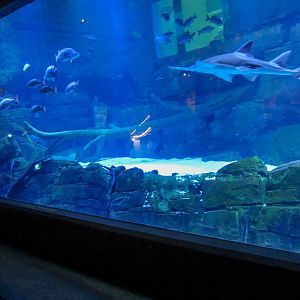 Presentation at the Freshwater Display tank