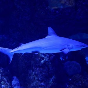 Grey Reef Shark