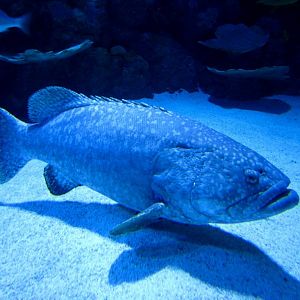 Queensland Grouper