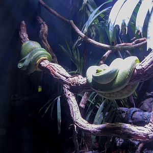 Green Tree Pythons