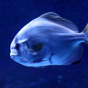 Hump Batfish