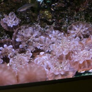 Upside-down Jellyfish