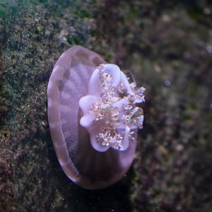 Upside-down Jellyfish