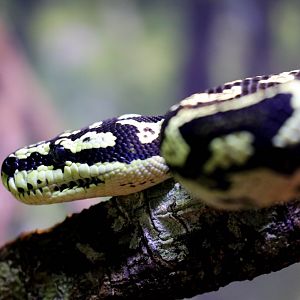 Jungle Carpet Python