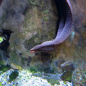 Freshwater Moray