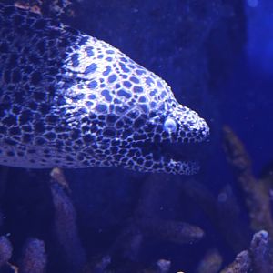 Honeycomb Moray