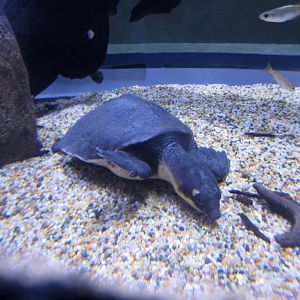 Pignosed Turtle