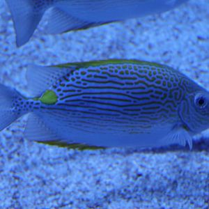 Goldlined Rabbitfish