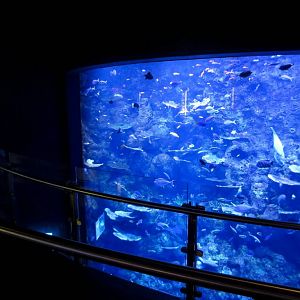 Coral Reefwall - top viewing