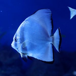 Round Batfish