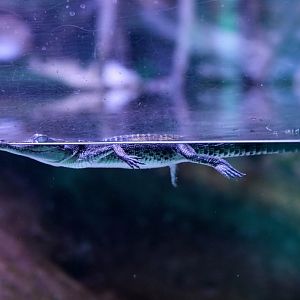 Saltwater Crocodile juvenile