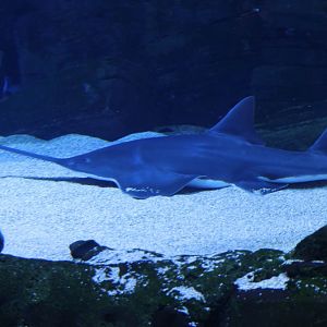 Freshwater Sawfish