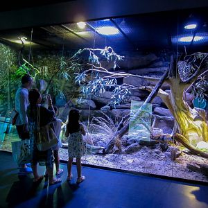 Scrub Python enclosure