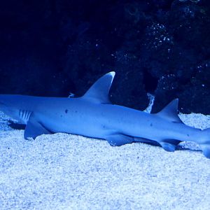 Whitetip Reef Shark