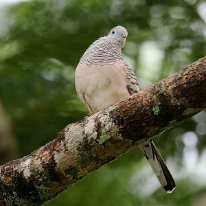 Peaceful Dove