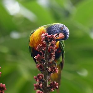 Rainbow Lorikeet