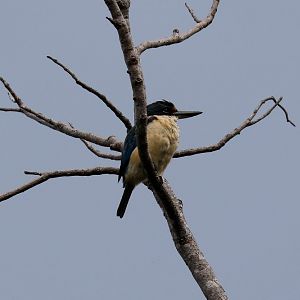 Sacred Kingfisher