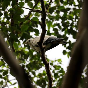 Torresian Imperial Pigeon