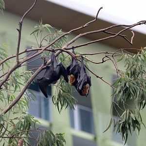Spectacled Fruit Bats