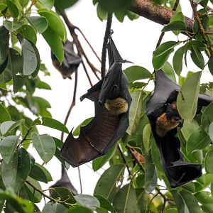 Spectacled Fruit Bats