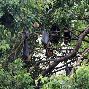Spectacled Fruit Bats