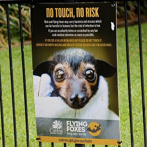 Sign re Cairns Fruit Bats