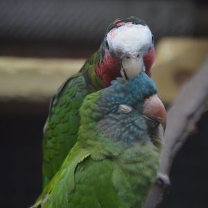 Amazona leucocephala and Thectocercus acuticaudatus friendship