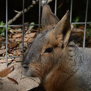 Dolichotis patagonum "Tobias"
