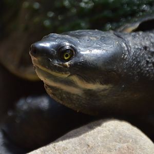 Emydura macquarii krefftii