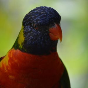 Trichoglossus moluccanus