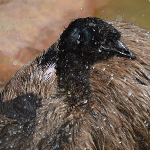 Splish splash Dromaius novaehollandiae