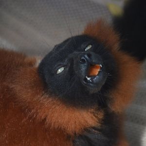 Varecia rubra mid-snack